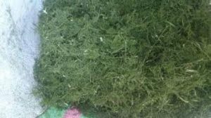 مرکز سبزی خشک فله