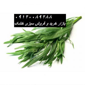 خرید مرزه خشک خانگی 