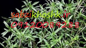 خرید مرزه خشک خانگی 