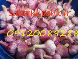 خرید عمده ترشی سیر