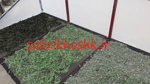 پخش سبزی خشک