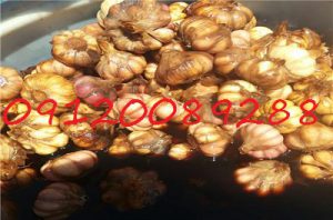 تولید ترشی سیر طارم