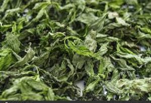 مرکز پخش نعناع خشک