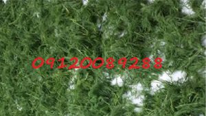 فروش شوید خشک