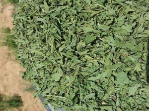 فروش فله ای سبزی خشک