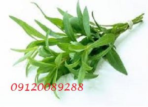 فروش عمده ترخون خشک