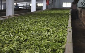 فروش سبزیجات خشک اصفهان