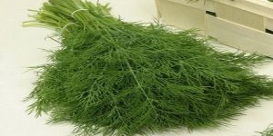 فروش شوید خشک