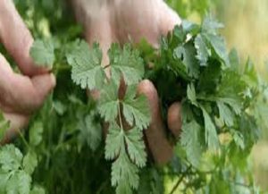 فروش گشنیز خشک