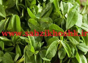 فروش شنبلیله خشک