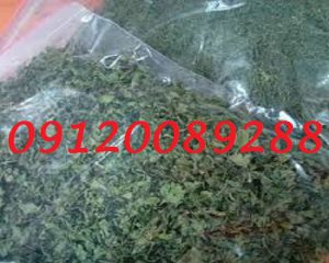 فروش گشنیز خشک