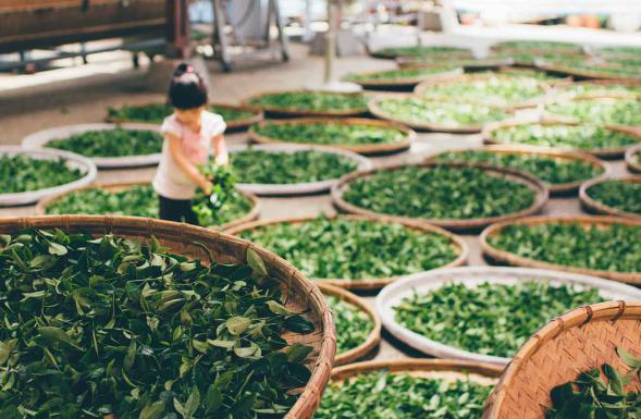 قیمت سبزی خشک معطر سالادی