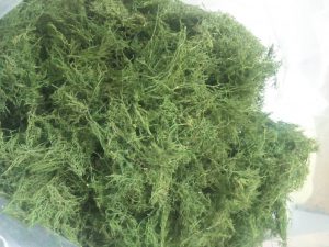 شوید خشک آنلاین