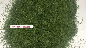 شوید خشک شده