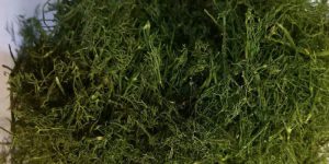 شوید خشک شده