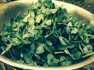 شنبلیله خشک قیمت