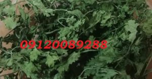 قیمت جعفری خشک