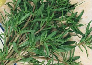 مرزه خشک فروشی