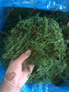 شوید خشک شده