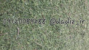 خرید مرزه خشک