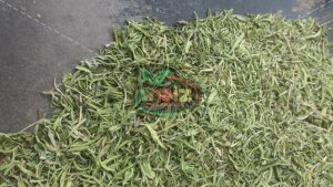 خرید مرزه خشک