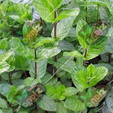 قیمت نعناع فلفلی خشک