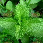 قیمت نعناع فلفلی خشک