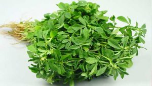 شنبلیله خشک قیمت