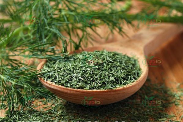 روش تهیه شوید خشک خانگی