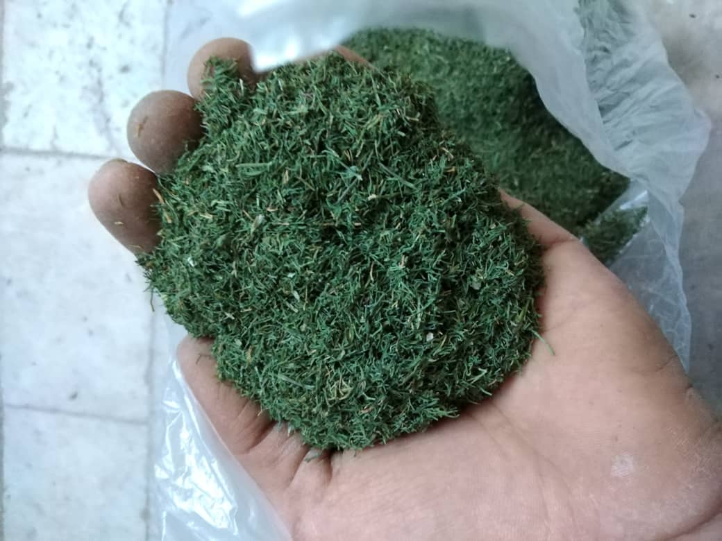 کارخانه تولید شوید خشک