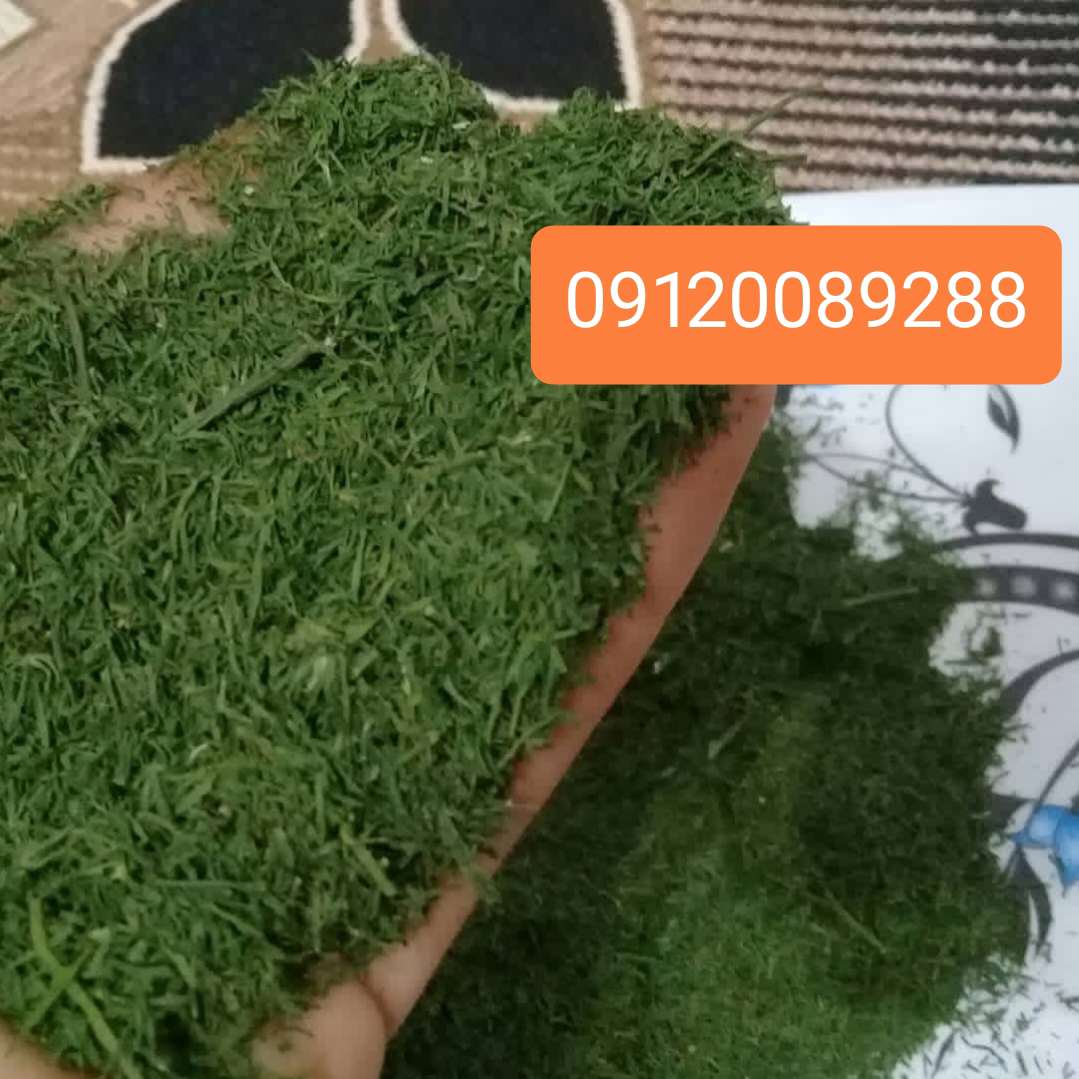 قیمت شوید خشک فله