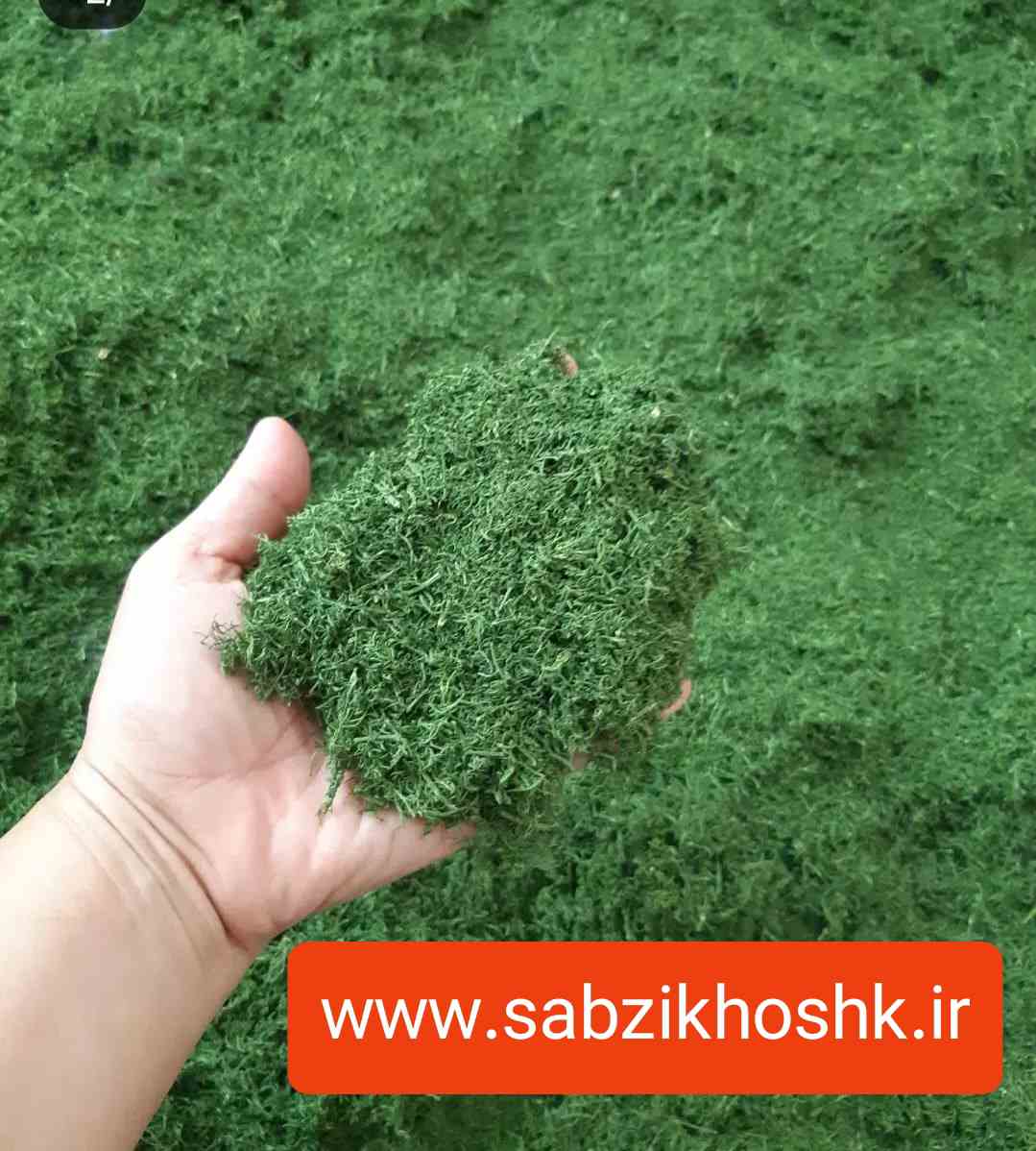 شوید خشک فله