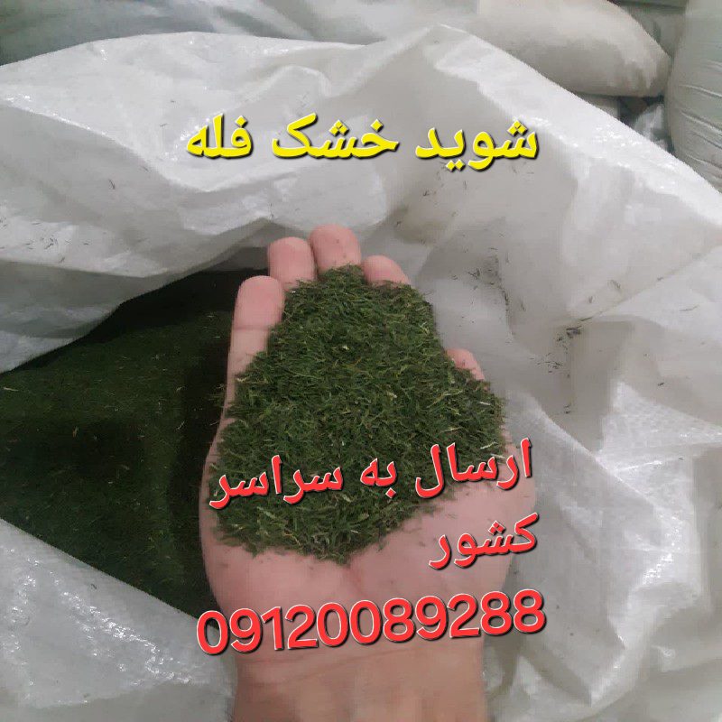 فروش شوید خشک فله